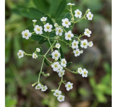 Анис (бедренец анисовый) (30 шт.) / Pimpinella anisum
